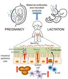Shaping of the immune system starts with the MATERNAL microbiota.